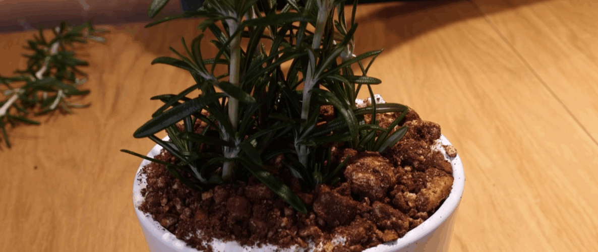 Tiramisu cu paine neagra