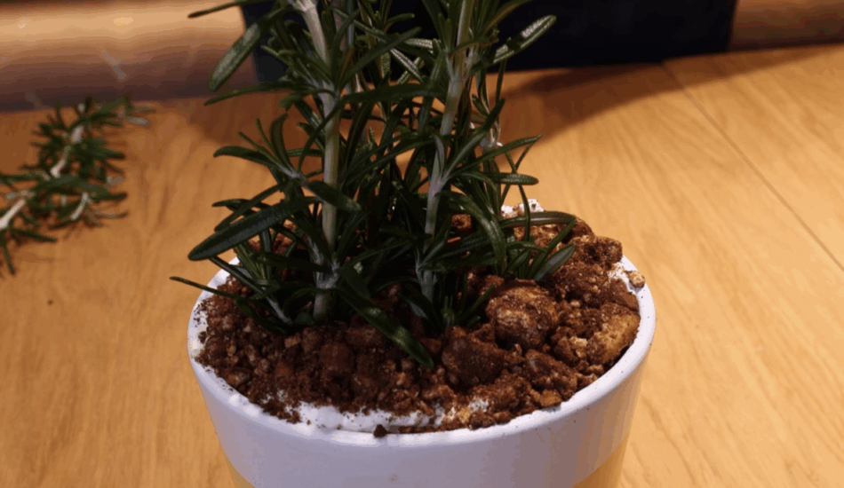 Tiramisu cu paine neagra